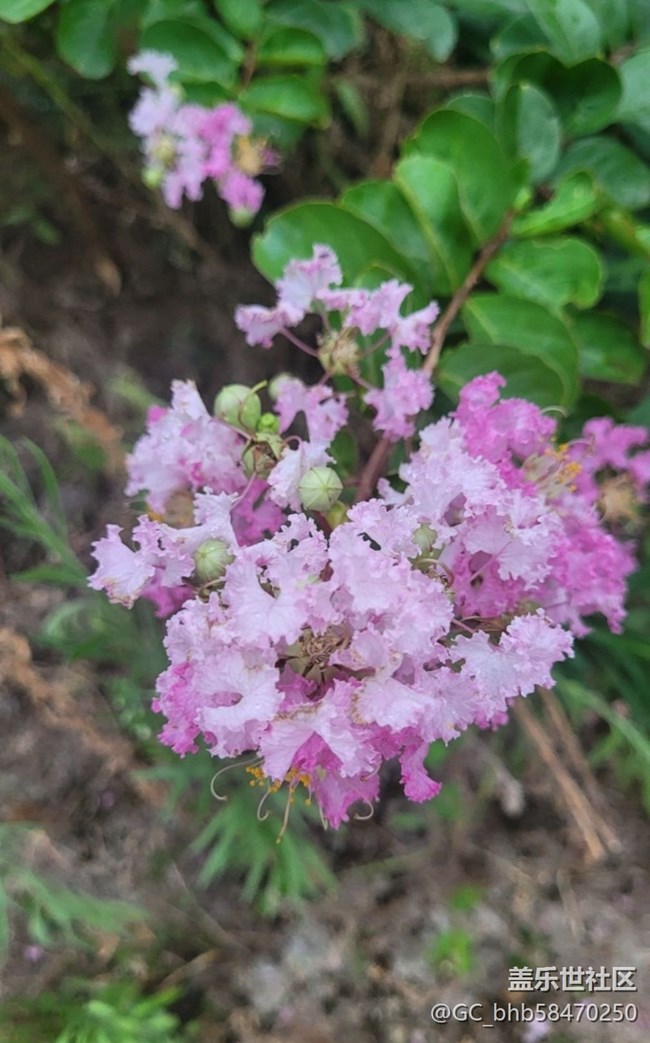 【廣州的花花們】粉紅花