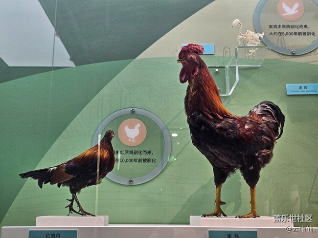 【春日序曲】家禽家畜