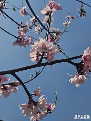 【生機盎然的世界】春意融融 桃花灼灼