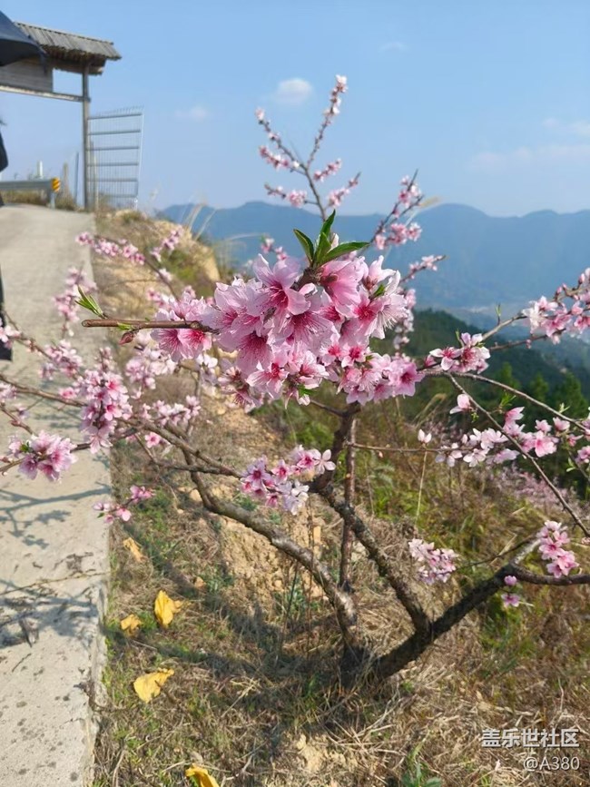 【春日尋花】桃花會(huì)