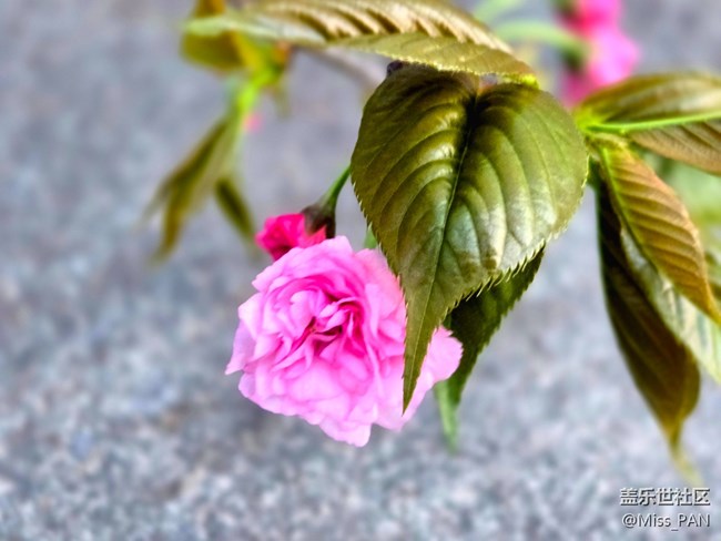 【春日序曲】+櫻花