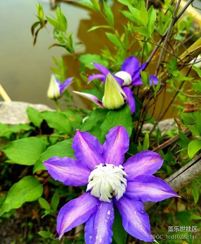 【廣州的花花們】鮮花綻放