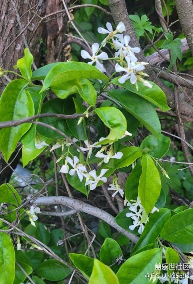 【春日尋花】花開美麗