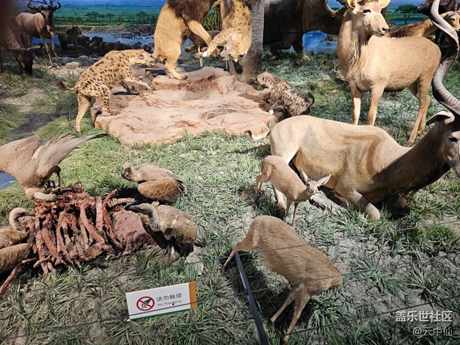 【春日序曲】夢(mèng)幻非洲