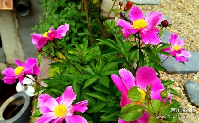 【廣州的花花們】鮮花綻放