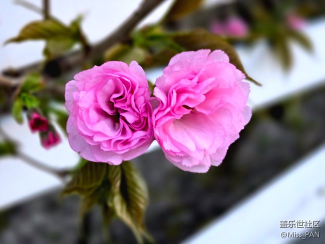 【春日序曲】+櫻花