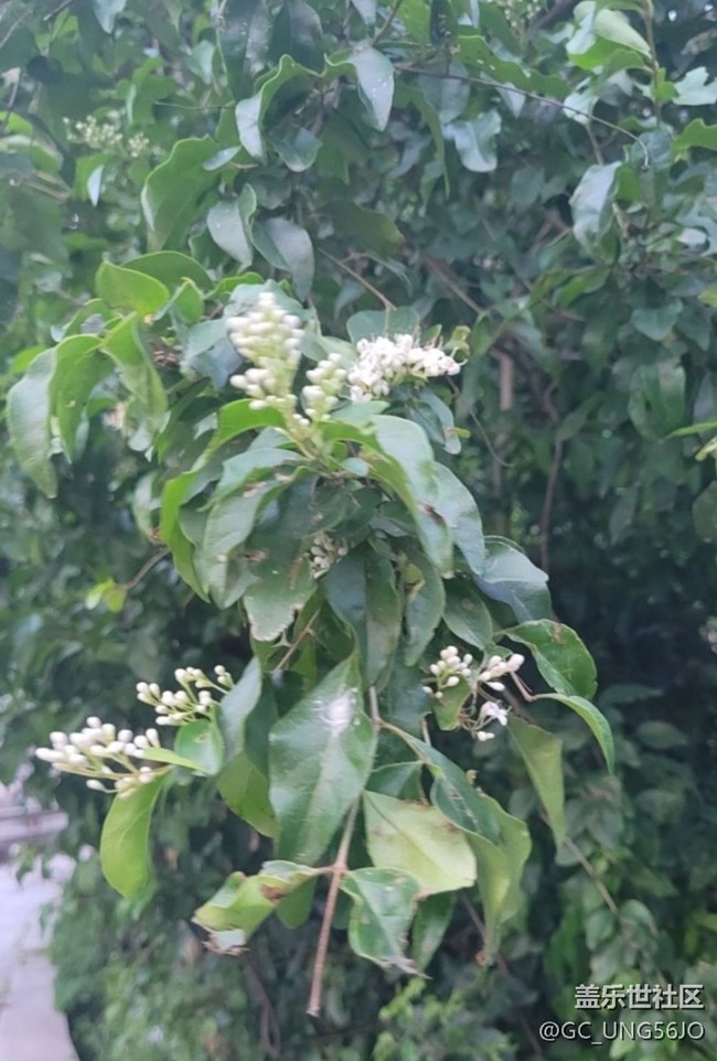 【春日尋花】花開美麗