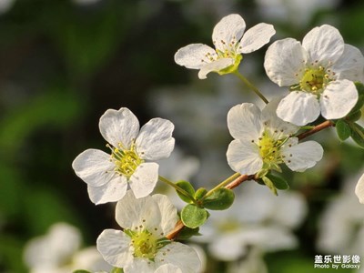 【拍有細(xì)節(jié)】春日野花之美