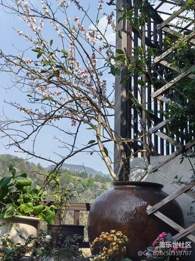 【廣州的花花們】花園