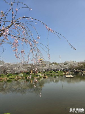 【生機(jī)盎然的世界】+櫻花園之旅