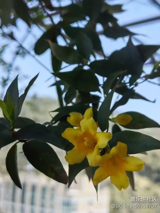 【廣州的花花們】花園