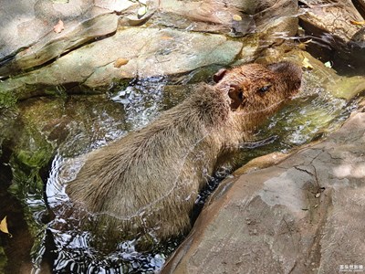 【生機(jī)盎然的世界】+水豚