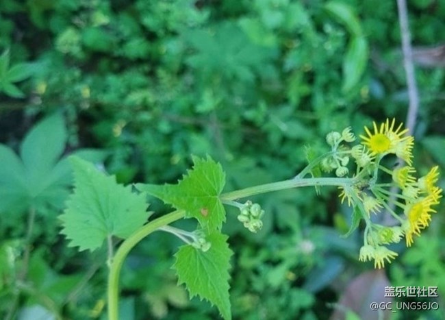 【春日尋花】花開美麗