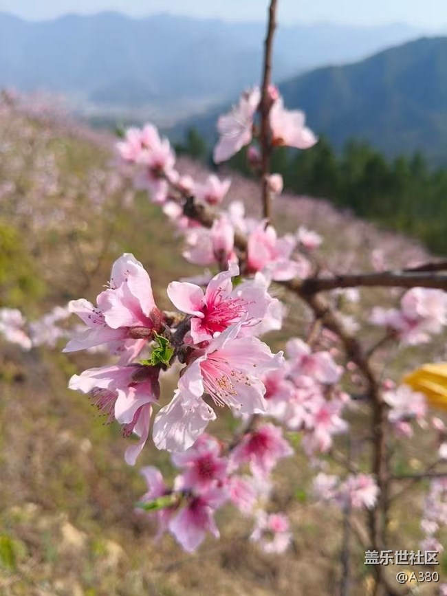 【春日尋花】桃花會(huì)