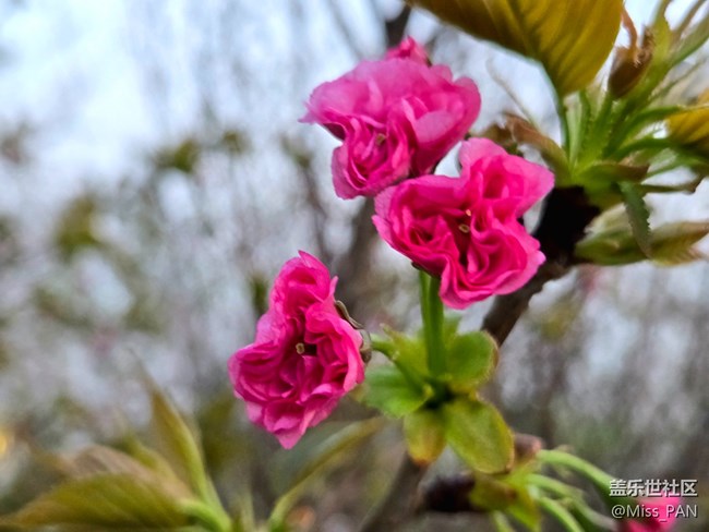 【春日序曲】+櫻花