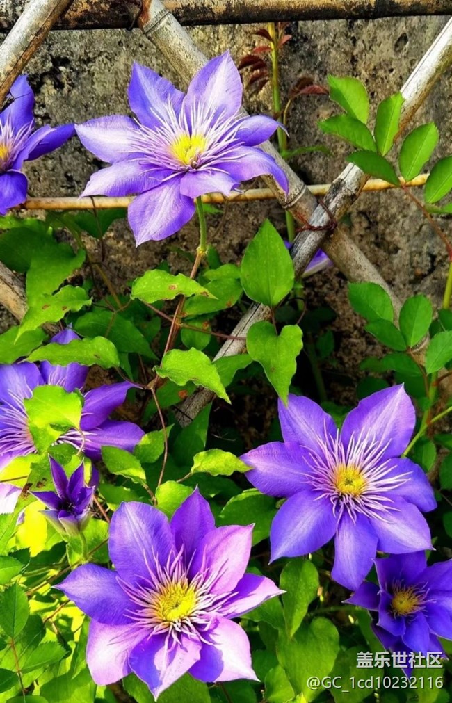 【廣州的花花們】鮮花綻放