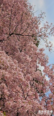 【生機(jī)盎然的世界】+櫻花盛開