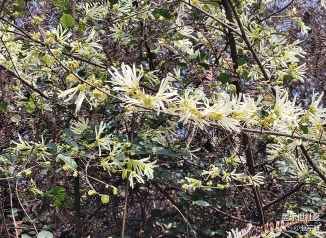 【廣州的花花們】春暖花開