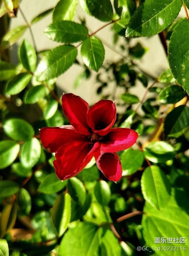 【廣州的花花們】鮮花綻放