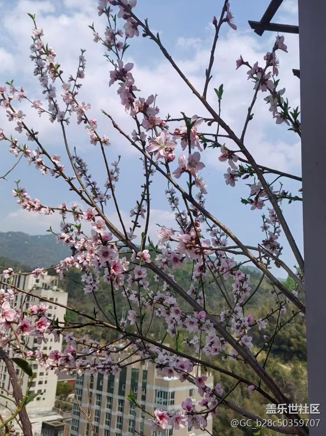 【廣州的花花們】花園