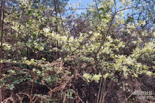 【廣州的花花們】春暖花開