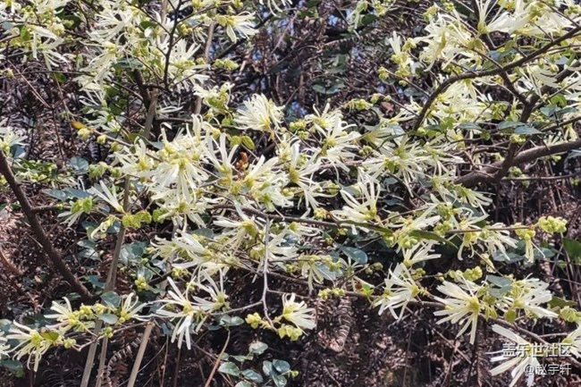 【廣州的花花們】春暖花開