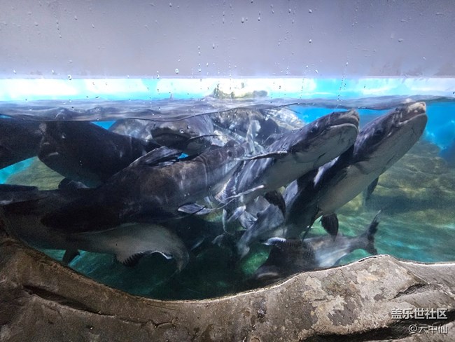 【春日序曲】水族館