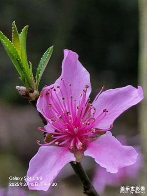 【拍有細(xì)節(jié)】+蛐蛐，桃花，蕨菜，李花