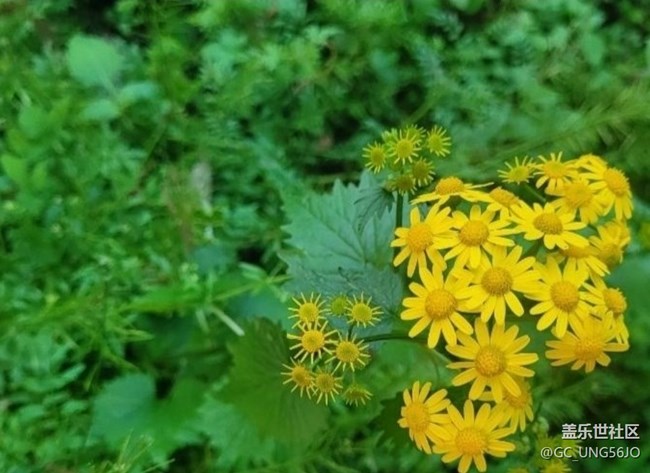 【春日尋花】花開美麗