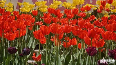 【生機盎然的世界】郁金香??