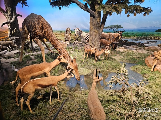 【春日序曲】夢(mèng)幻非洲