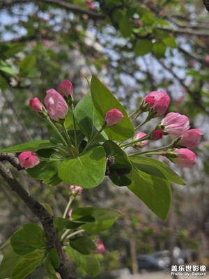 【生機(jī)盎然的世界】+春色怡人海棠醉