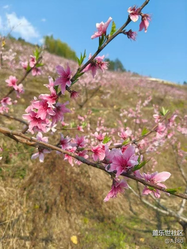 【春日尋花】桃花會(huì)