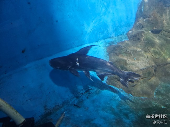 【春日序曲】水族館