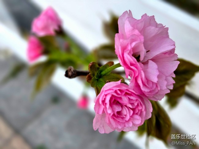 【春日序曲】+櫻花