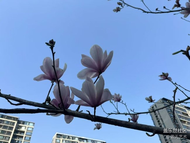 【廣州的花花們】玉蘭花