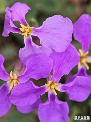 【生機(jī)盎然的世界】+二月蘭花開