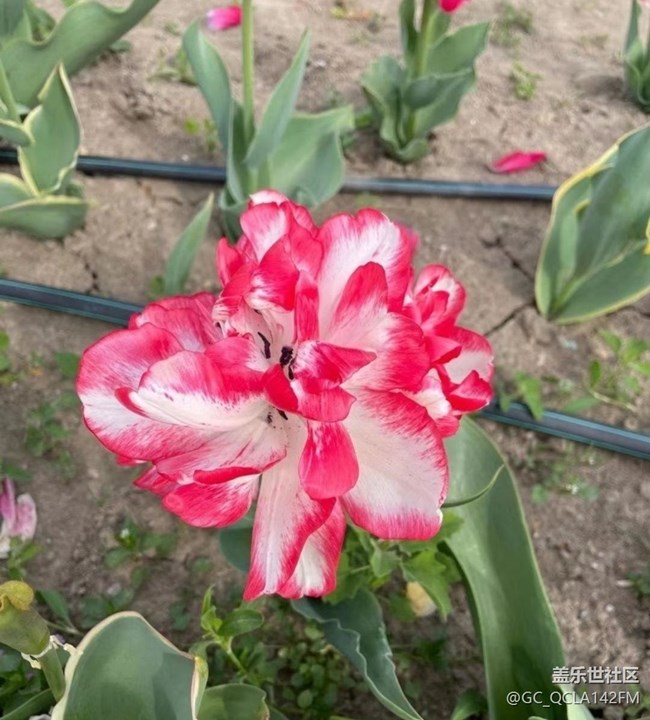 【廣州的花花們】郁金香