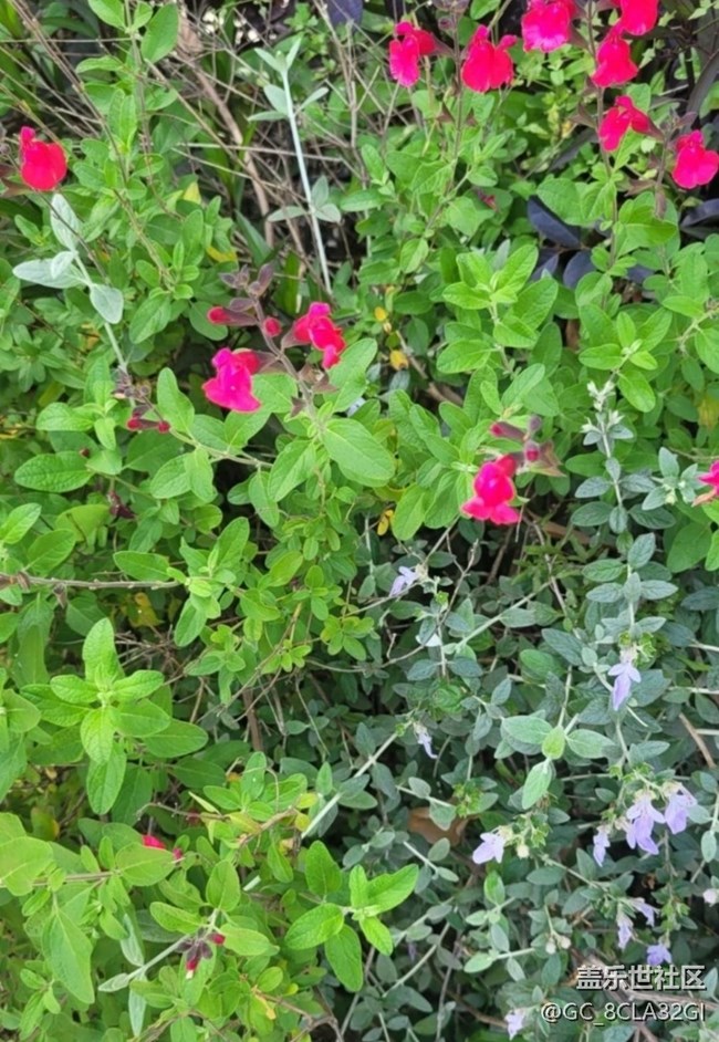 【廣州的花花們】小花