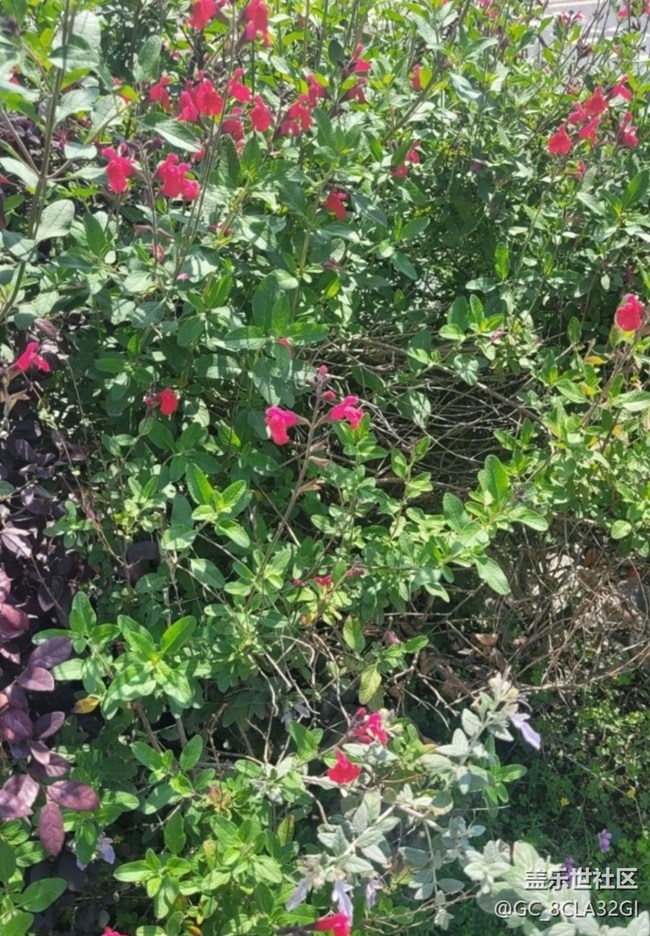 【廣州的花花們】小花