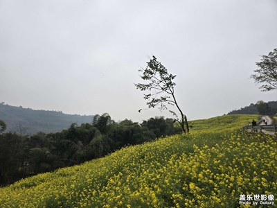 【生機(jī)盎然的世界】+油菜花