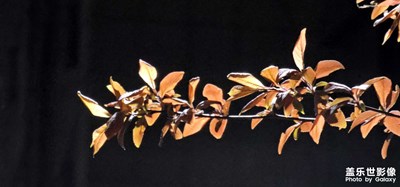 【春之夜】?花枝葉