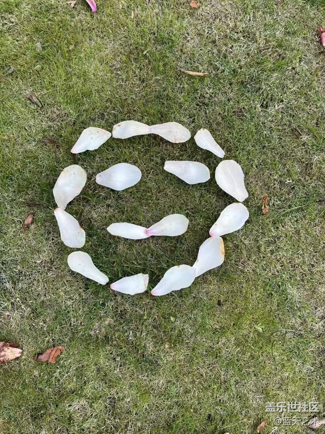 【廣州的花花們】玉蘭花