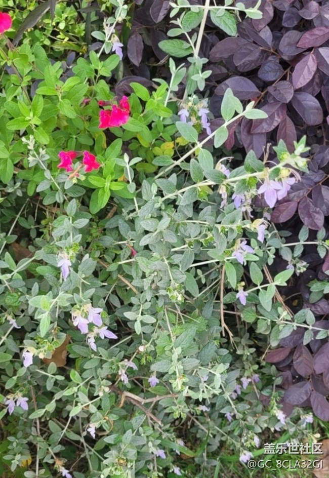 【廣州的花花們】小花