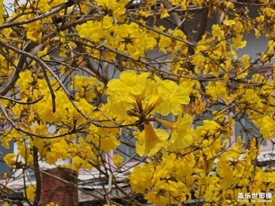 【生機(jī)盎然的世界】黃花風(fēng)鈴木