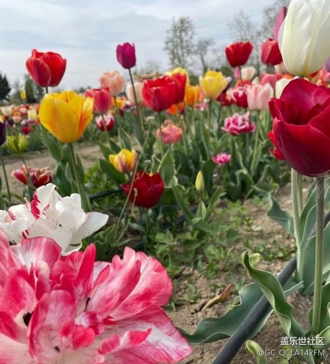 【廣州的花花們】郁金香