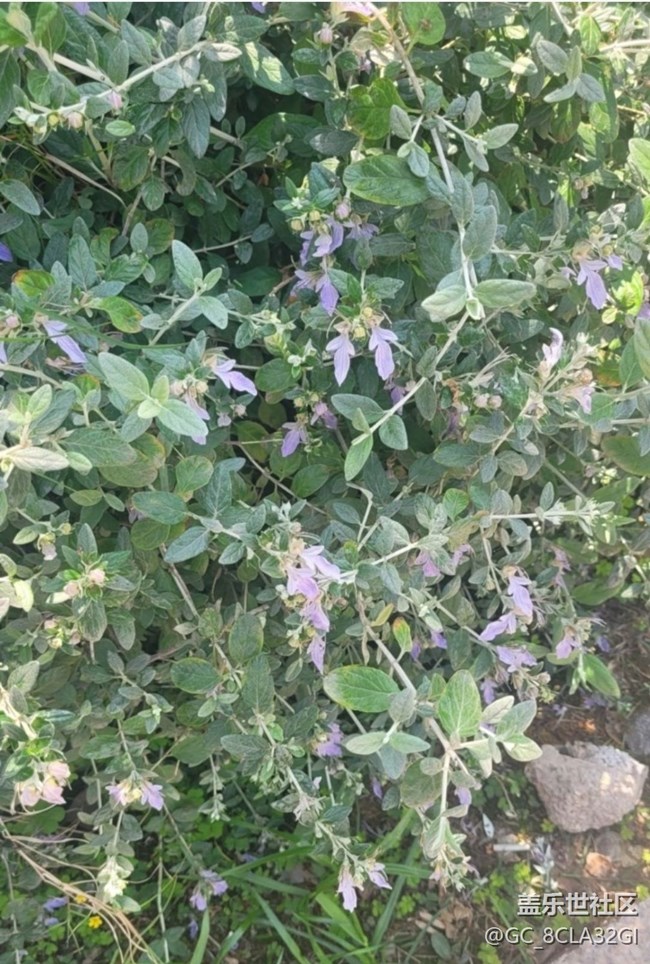 【廣州的花花們】小花