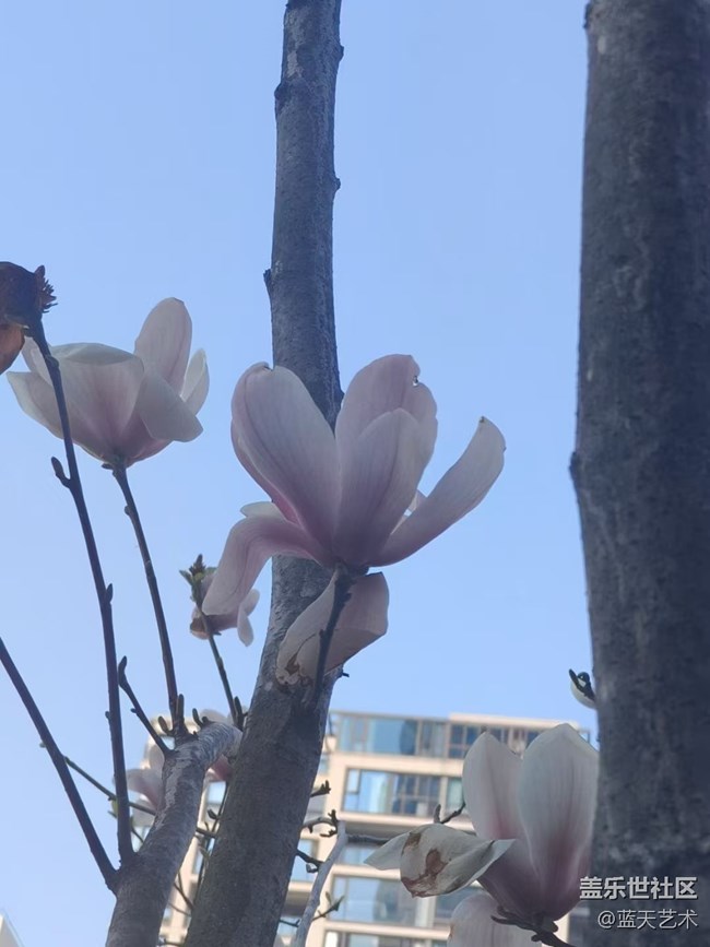 【廣州的花花們】玉蘭花