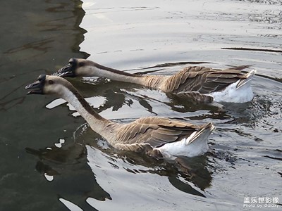 【生機盎然的世界】游哉樂哉 暢快撒歡