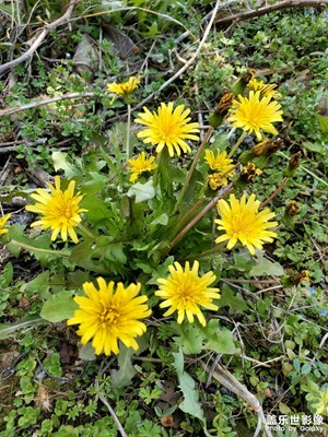 【生機盎然的世界】+田間地頭